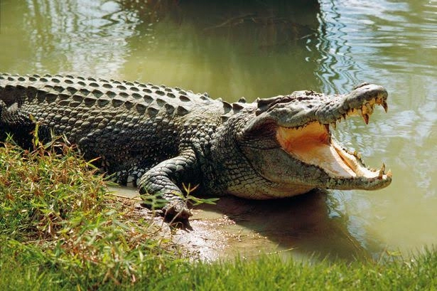 Curicu u Australiji prije par dana napao krokodil. Sad su nađeni dijelovi tijela